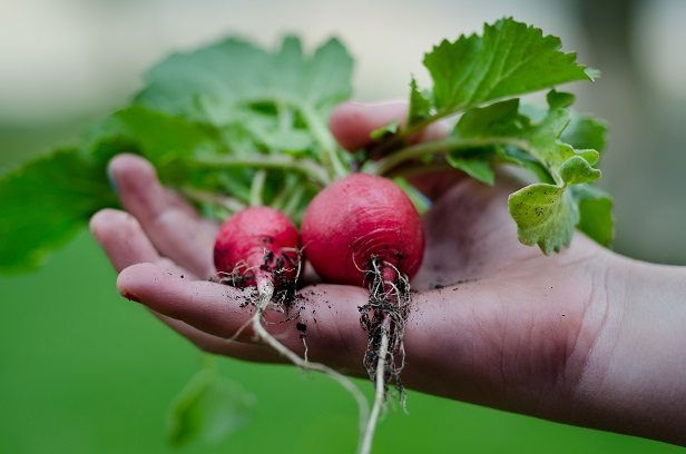 Grow your own fruit and veg - radish