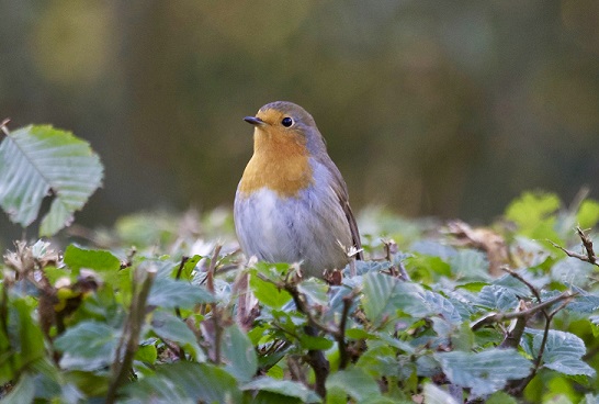 Nature in the Garden - Robin on a Hedge