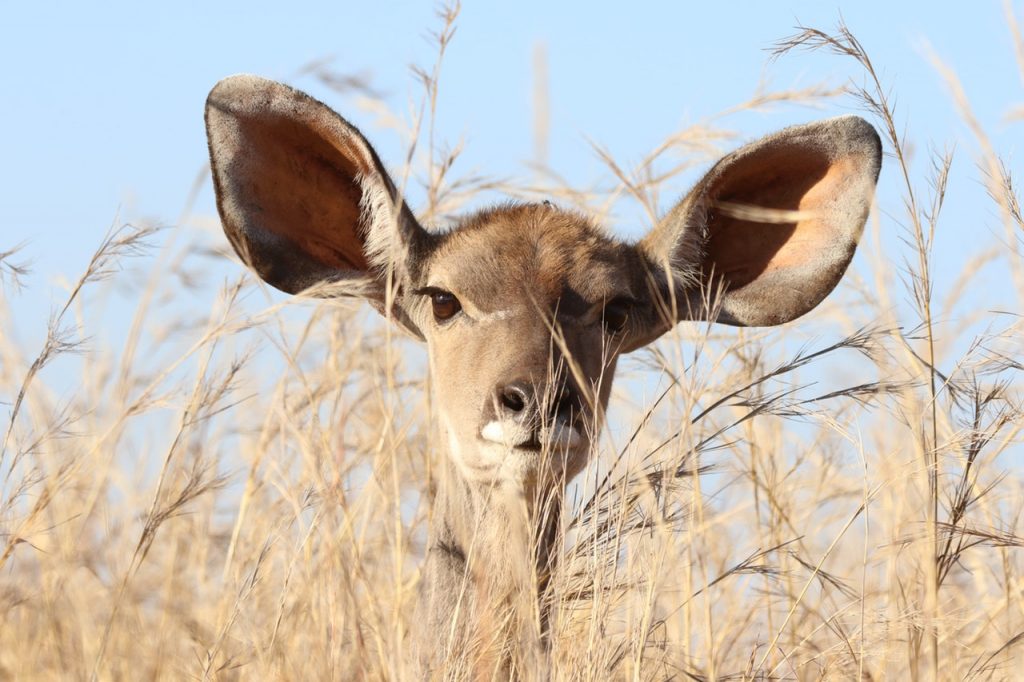 a deer listening